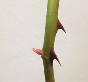 バフビューティの新芽 バフビューティの新芽
