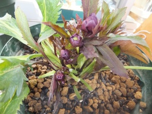 複数の花茎があがる