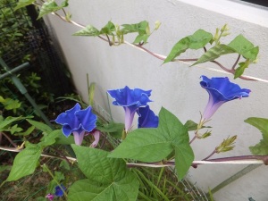 朝顔8月24日