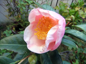 西王母11月3日